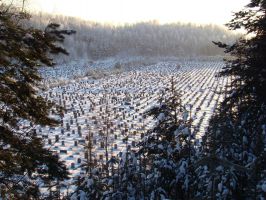 Кузьмоловское муниципальное кладбище